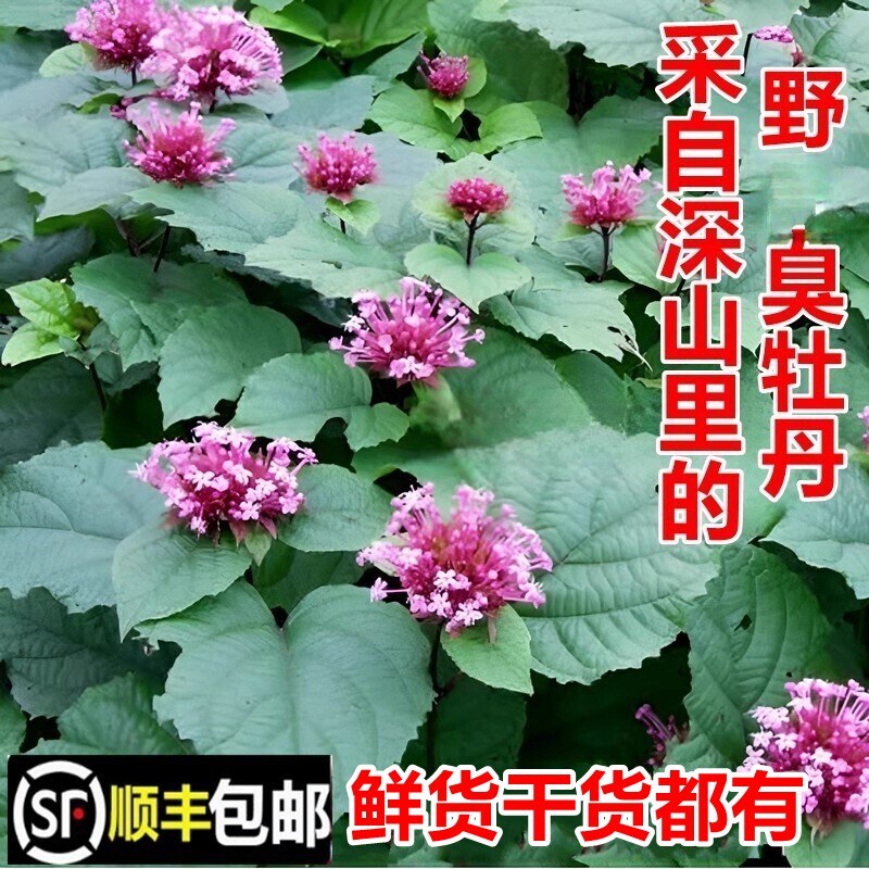 顺丰包邮南岭野生臭牡丹矮桐子大红花臭八宝新鲜大红袍苗中草药材