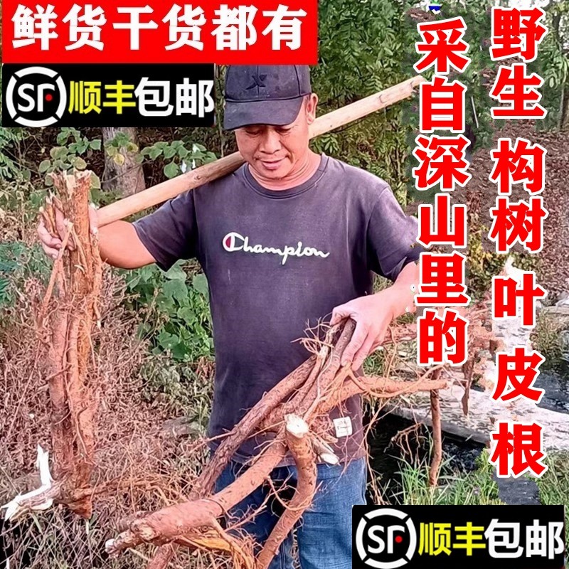 顺丰包邮野生构树叶新鲜楮树根构乳树楮实子苗谷木树皮干货中药材
