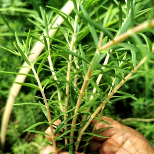 顺丰包邮南岭野生佛甲草苗佛指甲铁指甲狗牙菜养肝护肝新鲜中药材