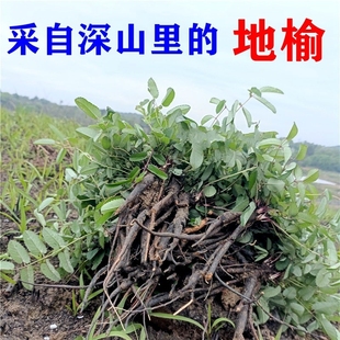 顺丰包邮南岭野生地榆根黄瓜香苗新鲜现采天然山地瓜血箭草中药材