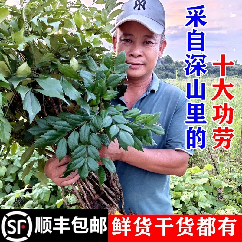 顺丰包邮南岭十大功劳土黄柏黄天竹新鲜木黄连刺黄苓苗干货中药材
