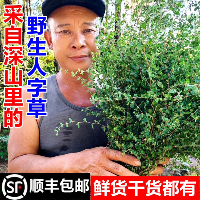 顺丰包邮南岭野生人字草新鲜鸡眼草公母草掐不齐苍蝇翼干货中药材