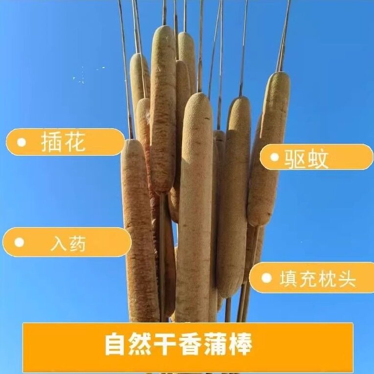 天然野生香蒲棒毛蜡烛水蜡烛蒲绒枕芯熏蚊解压野生水生蒲草植物