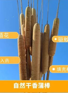 天然野生香蒲棒毛蜡烛水蜡烛蒲绒枕芯熏蚊解压野生水生蒲草植物