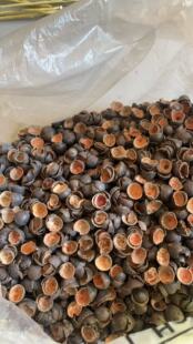 莲子壳草木染diy材料天然植物染料绿色环保新品印染植物染媒染剂