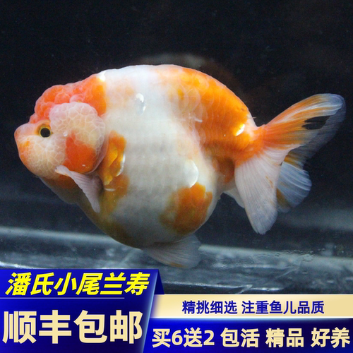 潘氏小尾兰寿金鱼活体精品黑五花樱花寿红白寿紫水墨重墨包活好养 - 封面