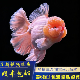 泰狮金鱼百褶精品活鱼f1红白五花粉色菠萝黑百褶尾玛丽泰师鱼观赏