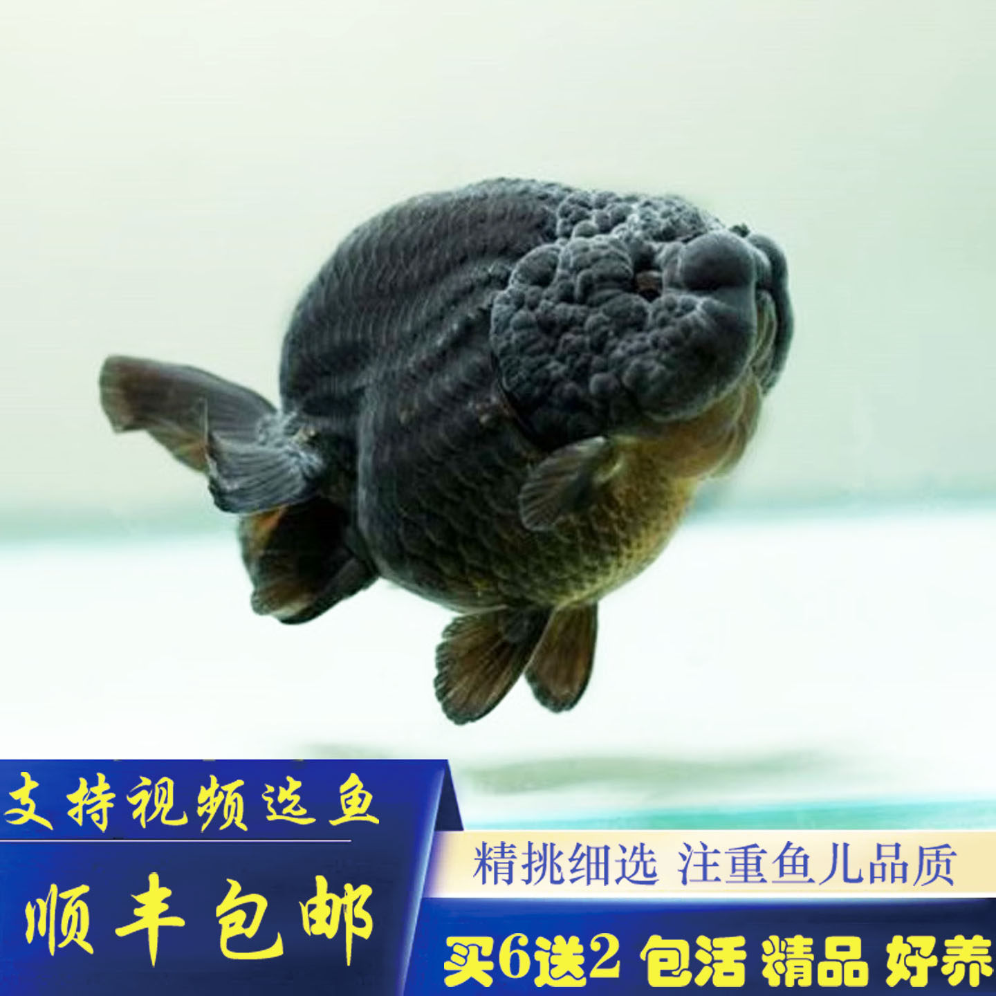 兰寿金鱼活鱼精品重墨奶牛小尾五花寿水墨寿红白兰寿黑寿好养包活