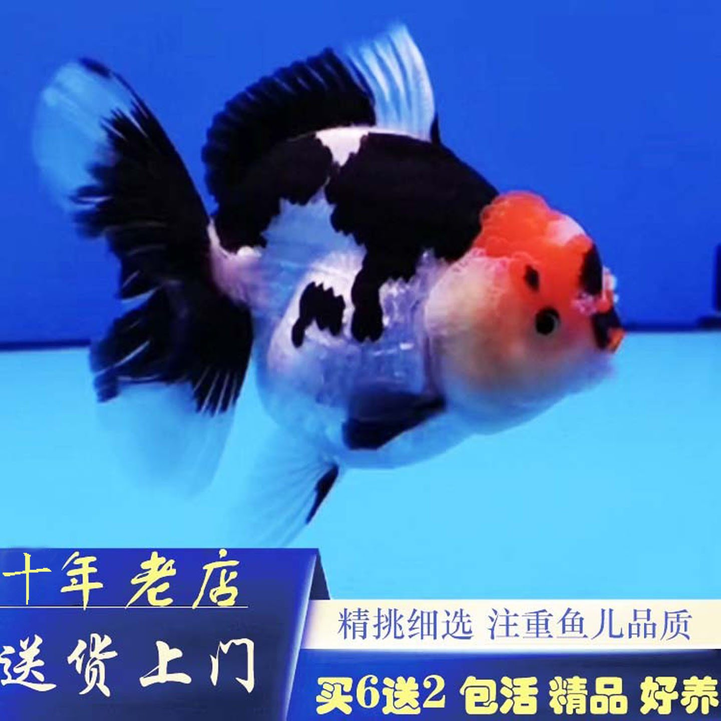 哺尼咔纯进口玛丽泰狮直销F1泰狮