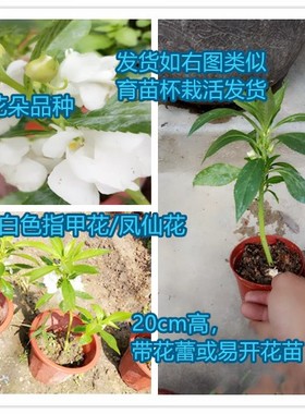 带盆发货白色指甲花苗凤仙花苗 植物盆栽 货到死苗免费补发