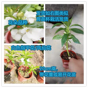 带盆发货白色指甲花苗观察凤仙花苗 植物盆栽 货到死苗免费补发