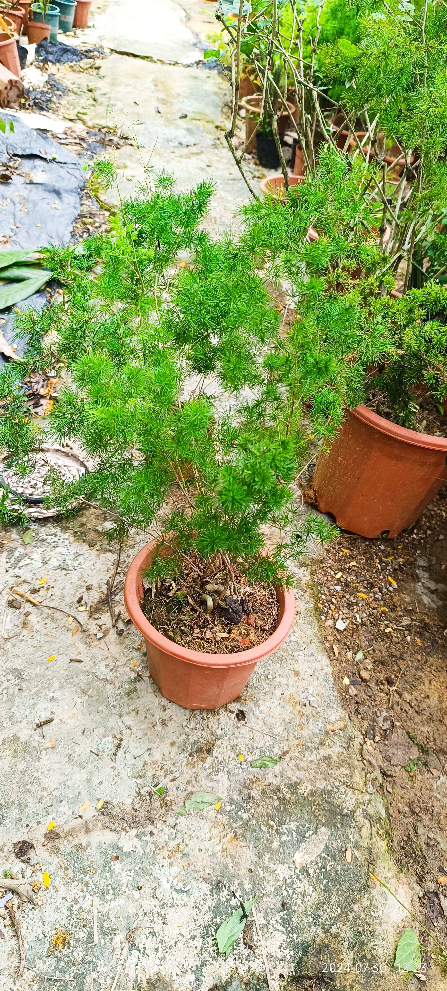 蓬莱松花苗盆栽 绣球松,水松,松叶文竹,松叶天门冬植物盆栽