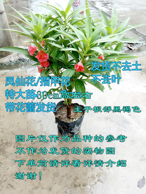 凤仙花指甲花  观赏植物盆栽指盆栽下单看详情留意养植注意事项