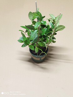 三年苗室内花卉盆栽珠兰金粟兰鱼子兰鸡爪兰花淡香清雅幽香带花苞