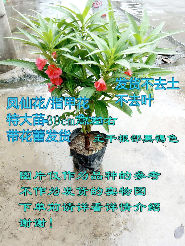 盆栽 凤仙花指甲花苗植物盆栽指盆栽下单看详情留意养植注意事项