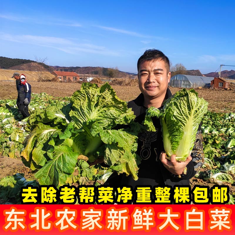 东北大白菜新鲜蔬菜腌酸菜小白菜