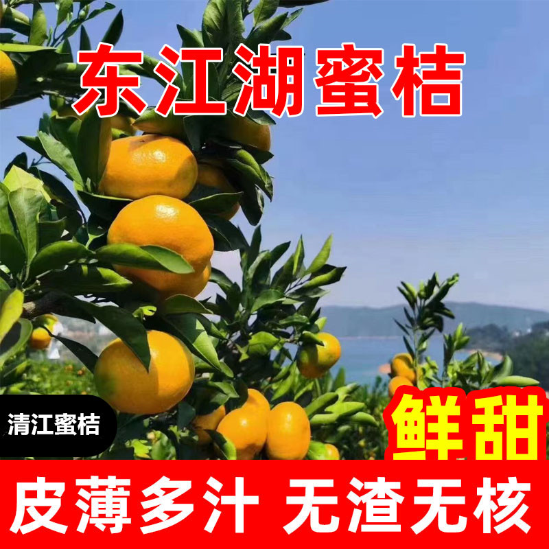 顺丰东江湖蜜桔湖南郴州资兴当季新鲜水果皮薄无籽鲜甜多汁橘子