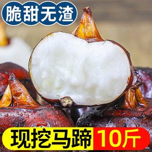 24小时发货】广西现挖新鲜马蹄10斤荸荠大果当季脆甜水果5斤饽荠