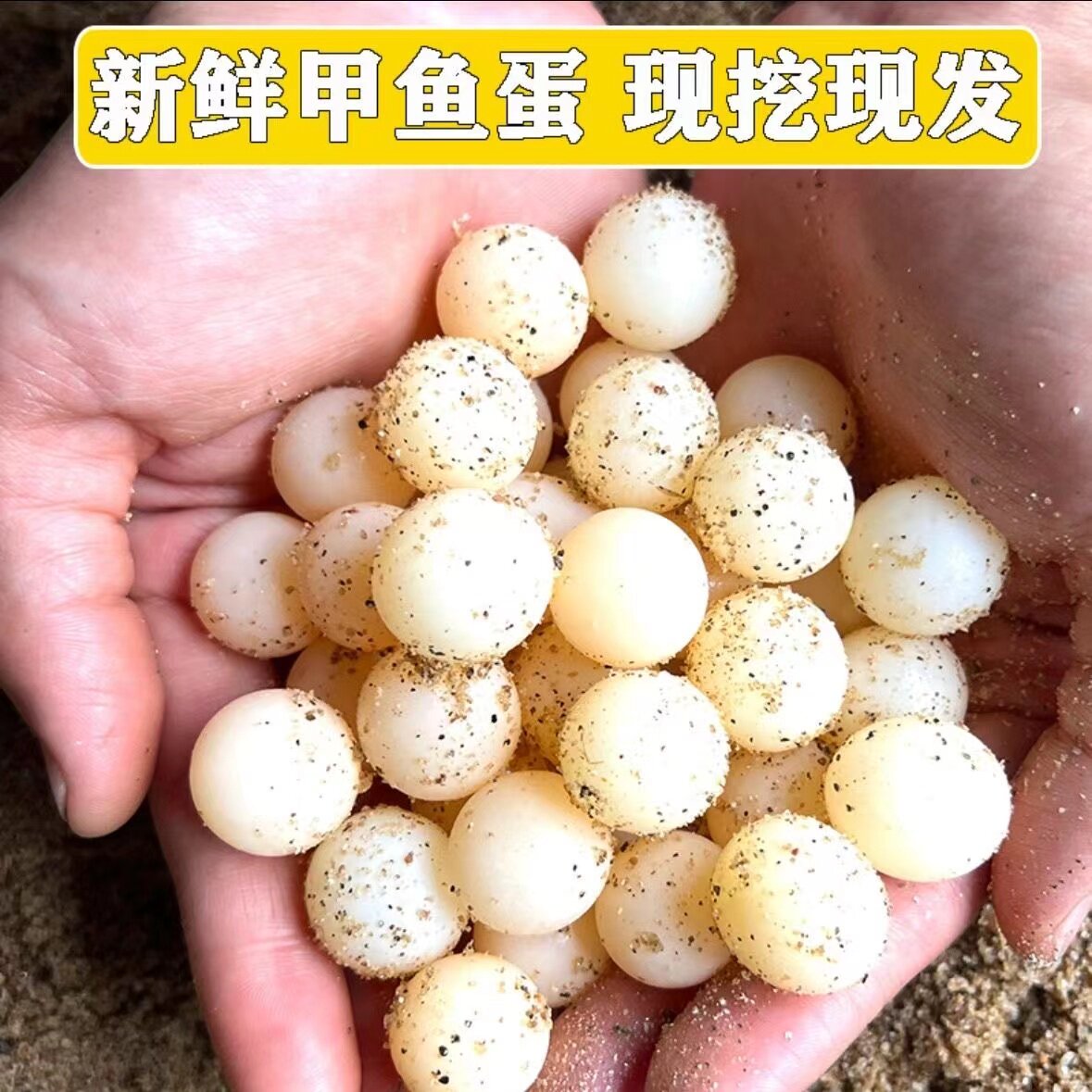 农家新鲜甲鱼蛋120枚食用原生甲鱼