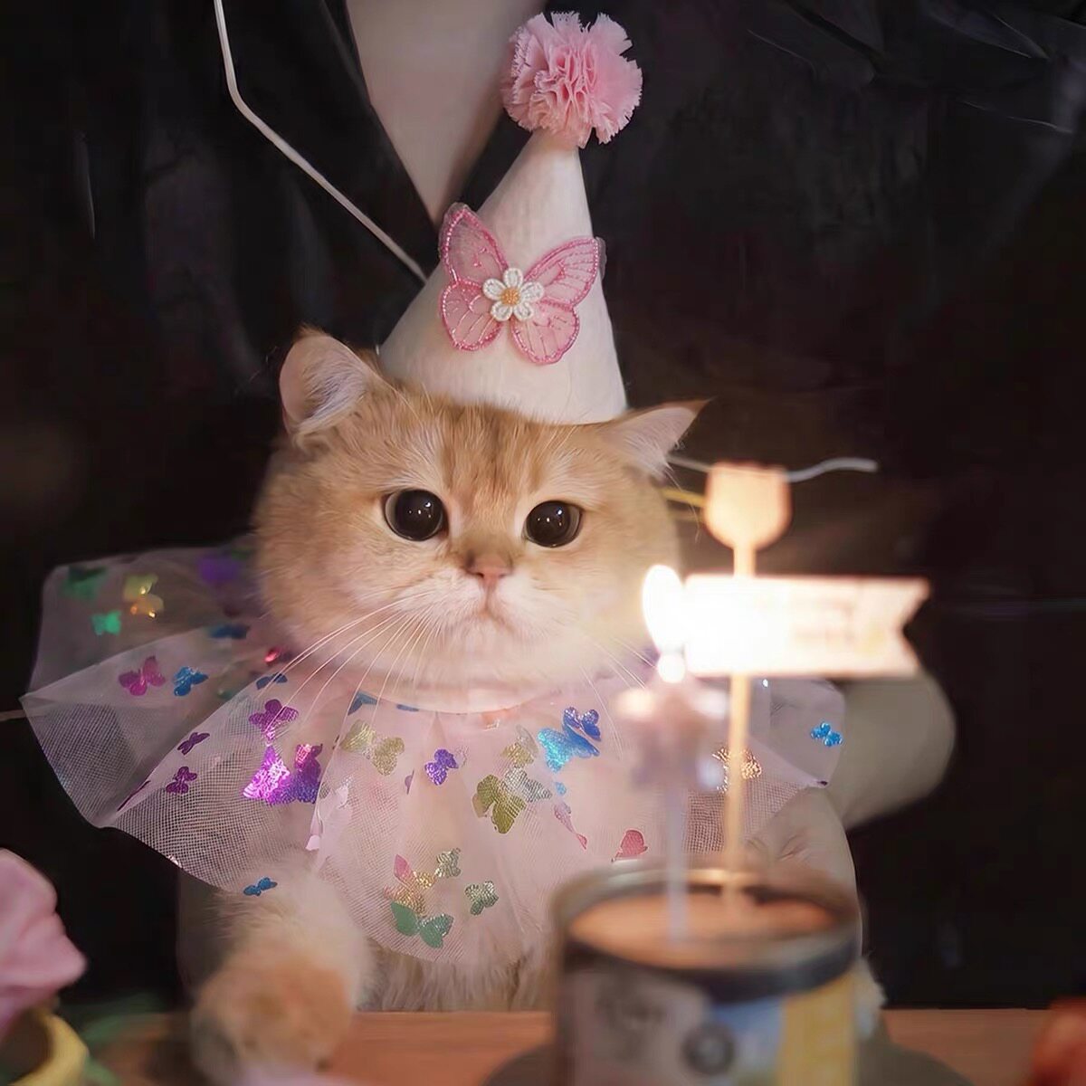 ins韩版猫咪生日围兜口水巾狗狗节日装扮帽子公主风宠物用品拍照