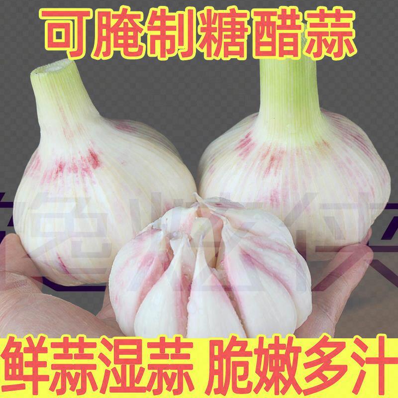 鲜蒜湿蒜大蒜头新鲜10斤紫皮新蒜现挖嫩蒜腌制泡蒜糖醋蒜腊八蒜