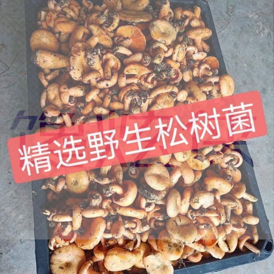 松树野蘑菇新鲜三九菌干松树菌松乳菇干枞菌寒菌乌枞菌乌菌谷熟菌