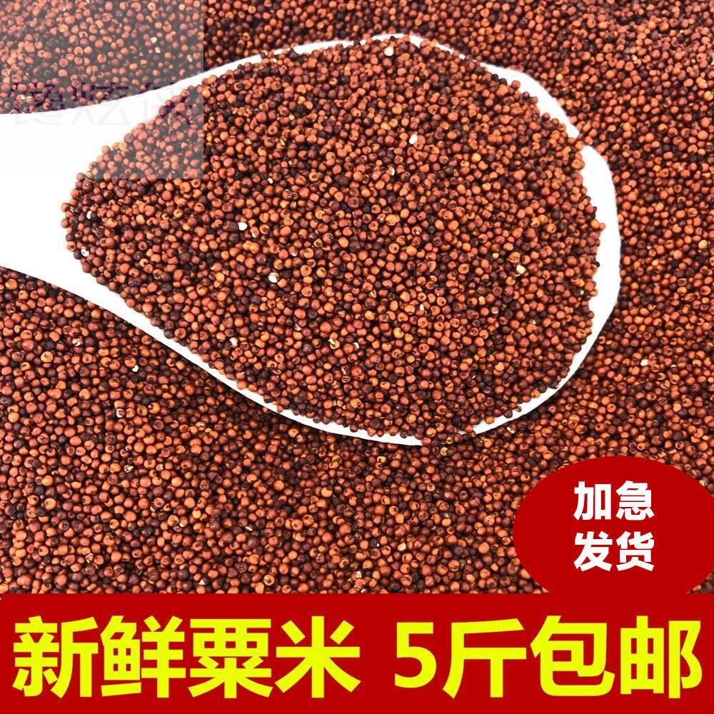 广西粟米粒龙爪粟拳头粟小枕头鸭脚粟米粥鸭脚栗米红色粟米粉