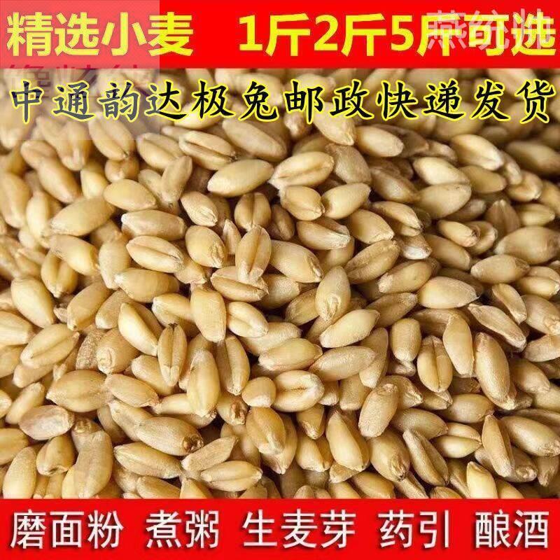 带皮小麦粒1斤5斤2食用磨面药引麦芽糖发芽苗草种子榨汁酿酒猫草
