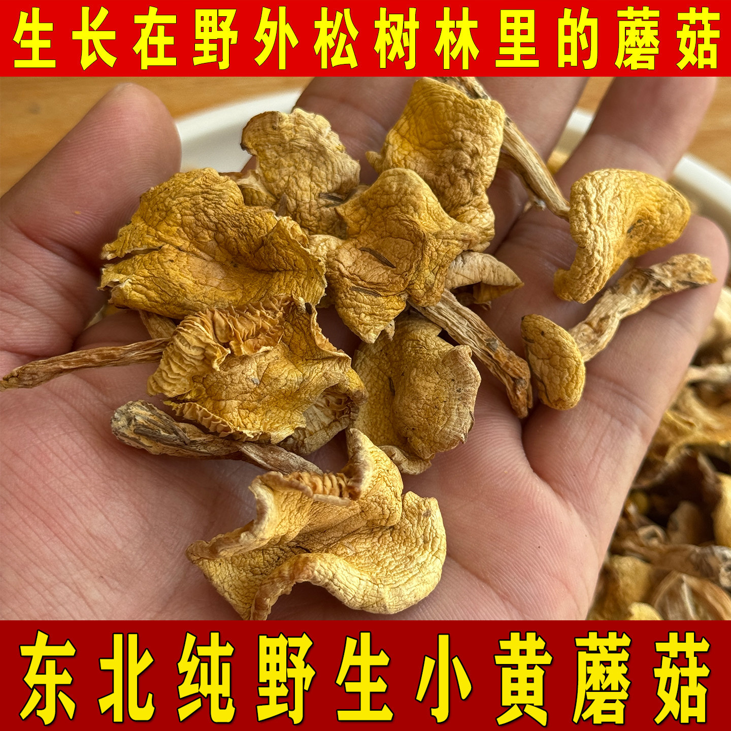东北野生小黄蘑菇干货特产黄油松蘑菇煲汤菌类小鸡炖蘑菇新货500g