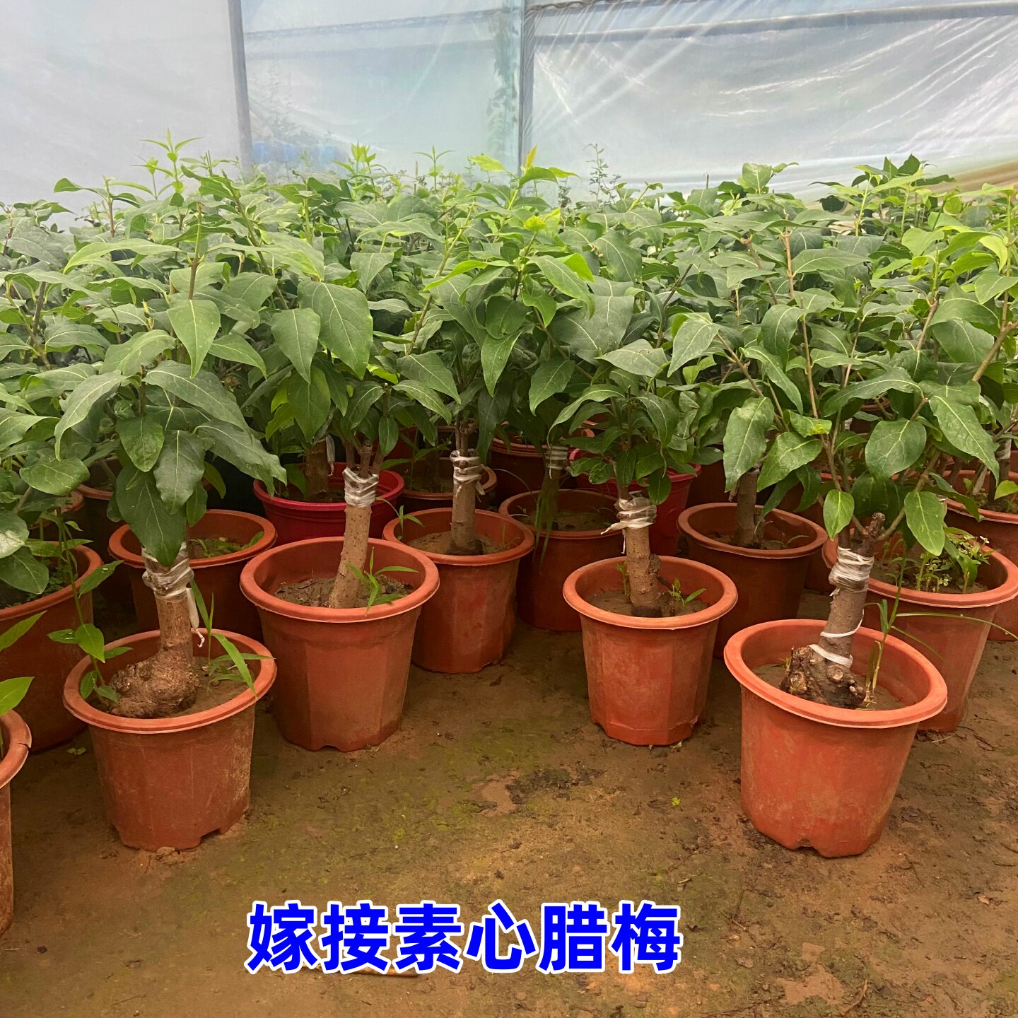 嫁接老桩耐寒腊梅包活