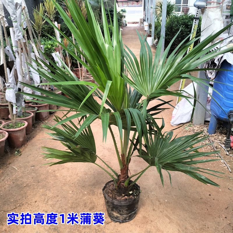 耐寒蒲葵植物棕榈科树扇叶室内外