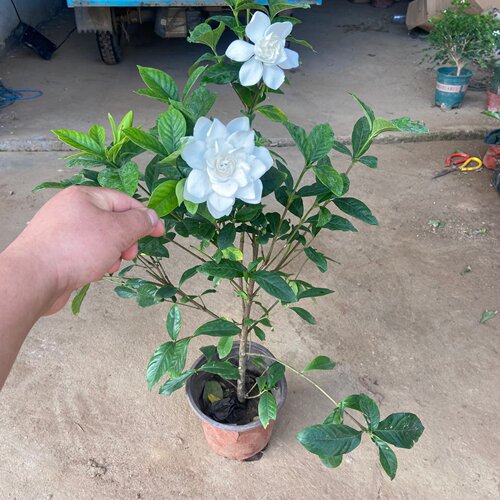 盆栽绿植花卉大叶独杆栀子牡丹