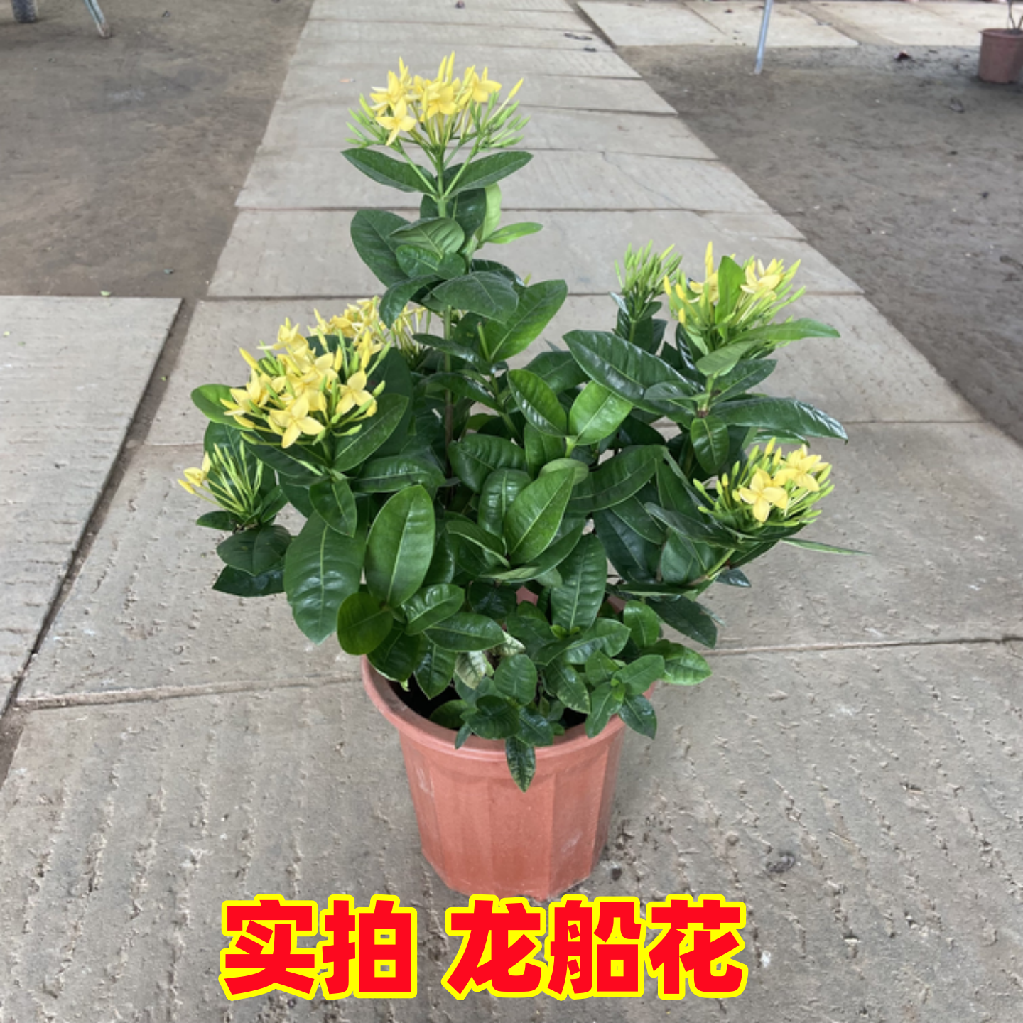 四季常青室内花卉好养绿植物