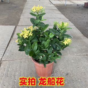 带花苞龙船花苗彩叶草盆栽绣球花庭院四季常青室内花卉好养绿植物