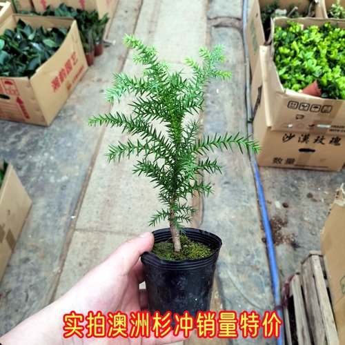 澳洲杉盆景不老松树桩桌面办公室好养南洋杉微型景观室内绿植盆栽