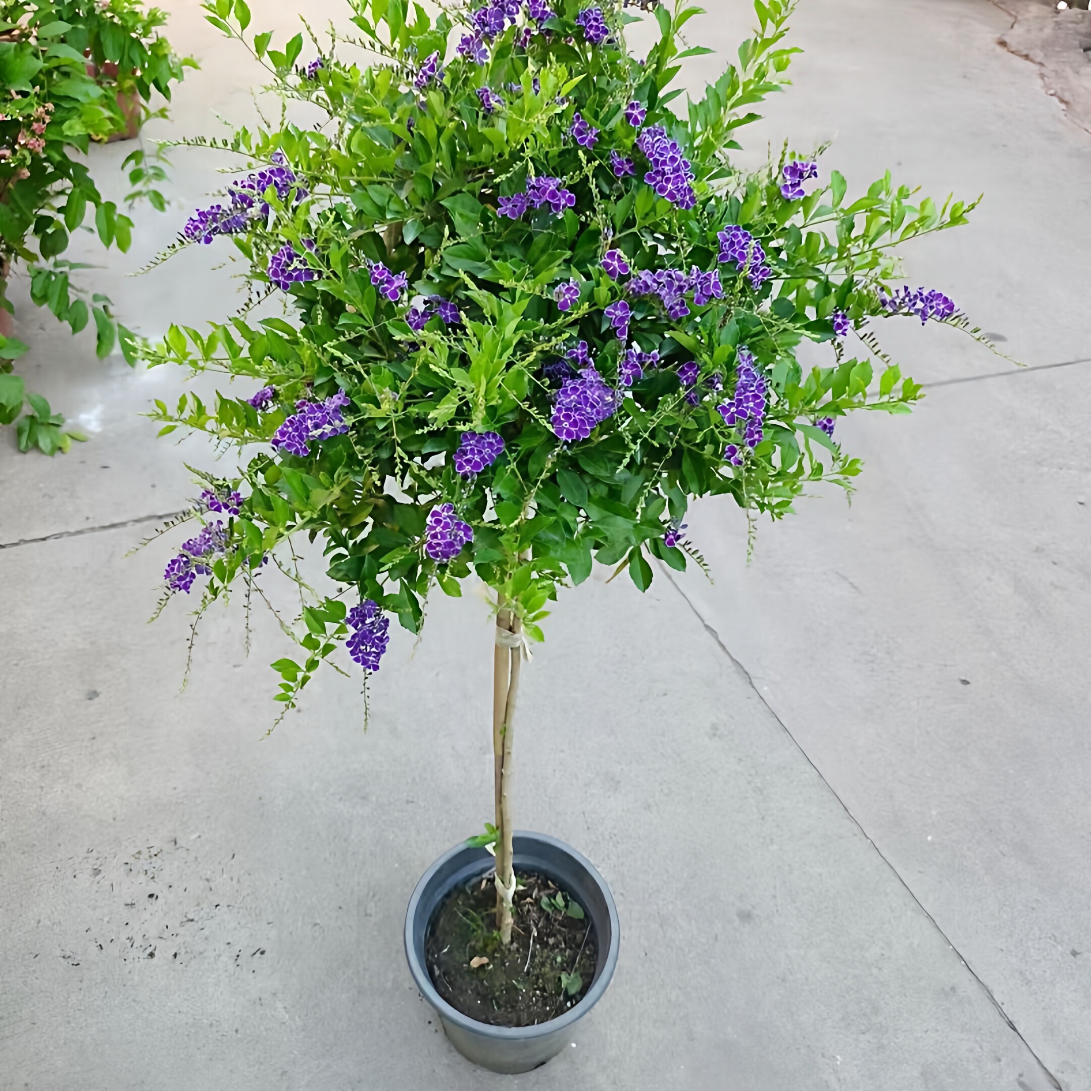 蕾丝金露花盆栽独杆棒棒糖带花苞巧克力花苗多年生假连翘夏季花卉