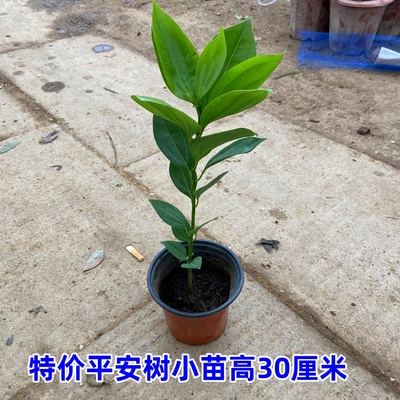 平安树客厅室内盆栽绿植