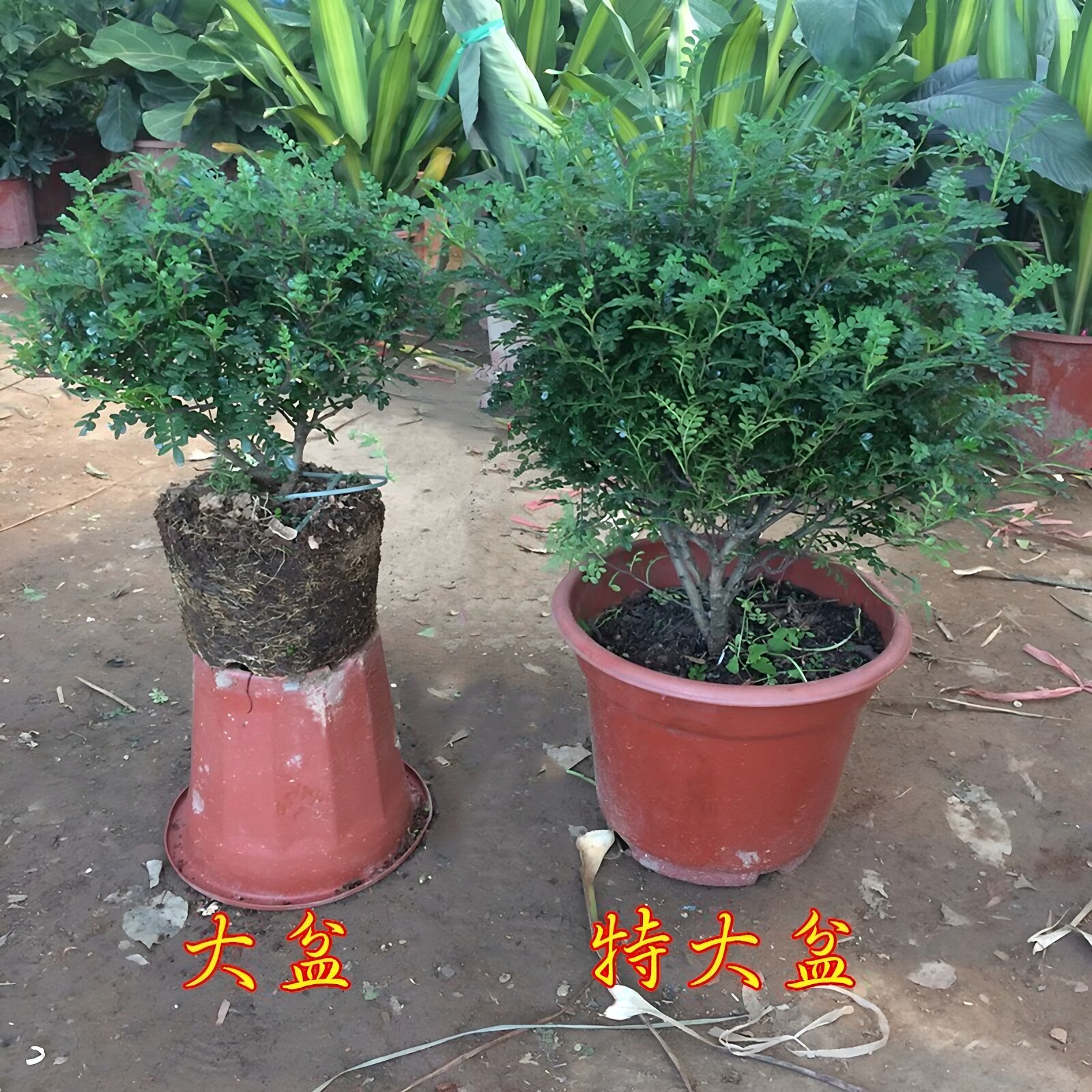 清香型驱蚊植物胡椒木办公室