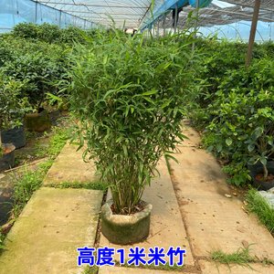 竹子苗 慈孝竹苗孝顺竹 凤尾竹苗米竹苗罗汉竹佛肚竹紫竹庭院竹类