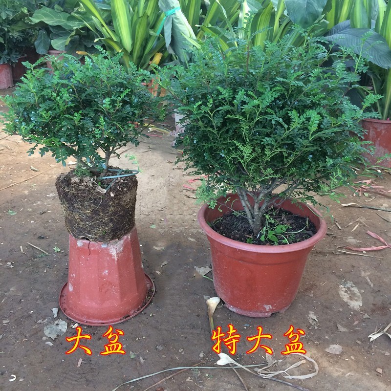 清香型驱蚊植物胡椒木办公室