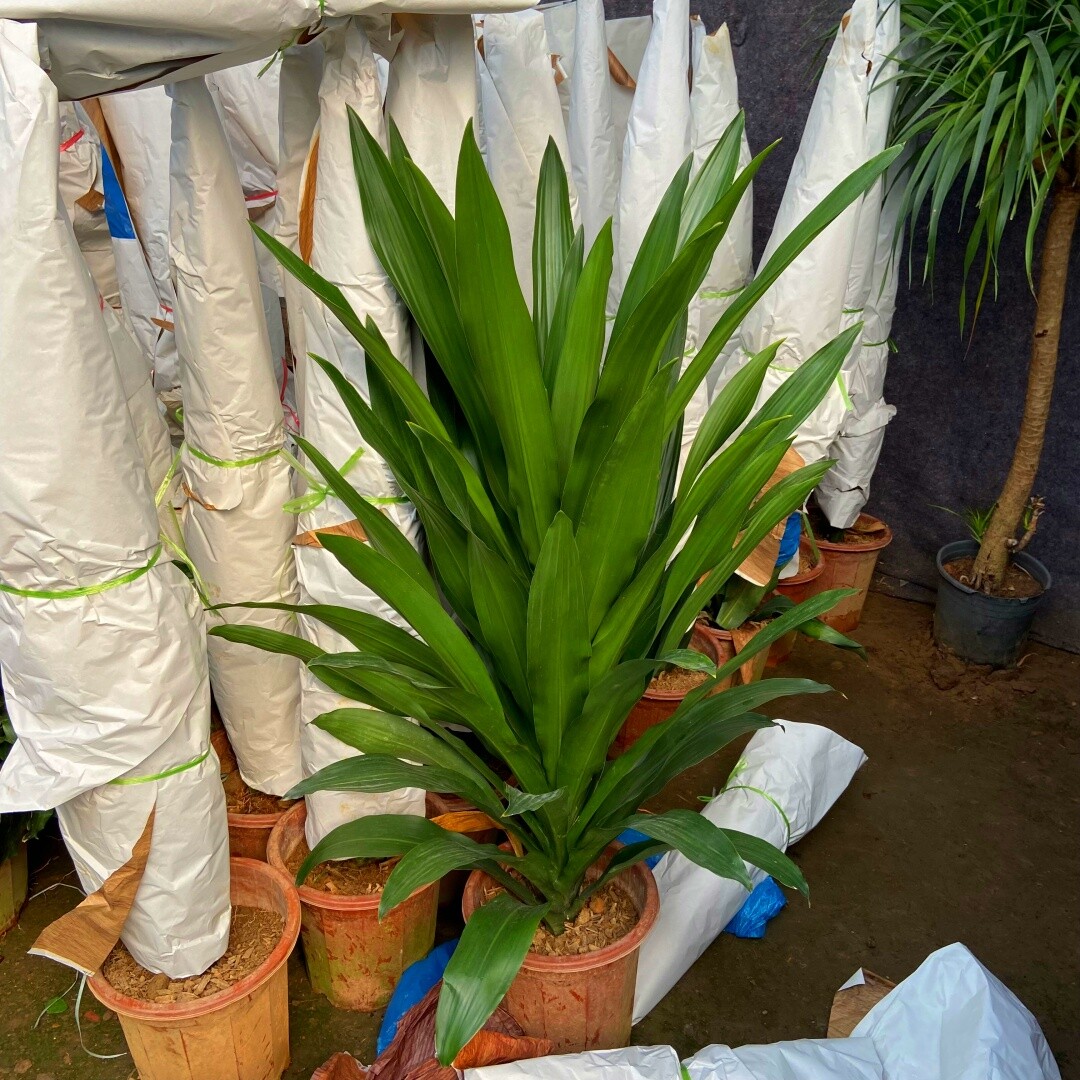 大直板金心也门铁巴西铁香龙血树客厅办公室植物观叶绿植室内盆栽
