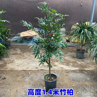 竹柏绿植桌面盆景夏季驱蚊植物室内水培水养盆景四季好养花卉