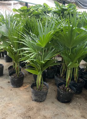 耐寒蒲葵植物棕榈科树扇叶室内外