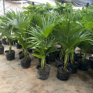 耐寒蒲葵植物棕榈科树扇叶室内外绿植四季长青大型观叶好养活网红