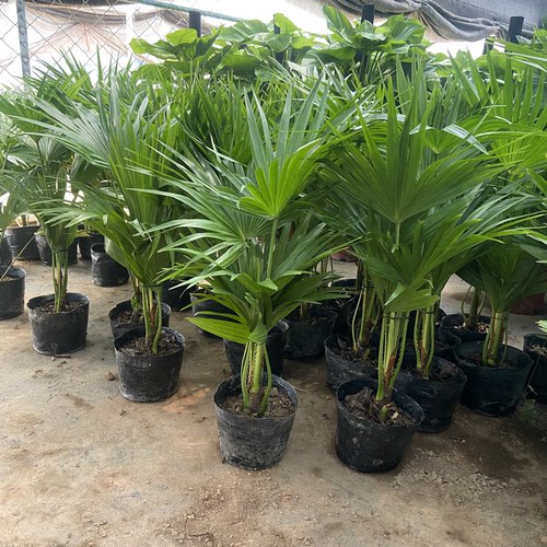 耐寒蒲葵植物棕榈科树扇叶室内外