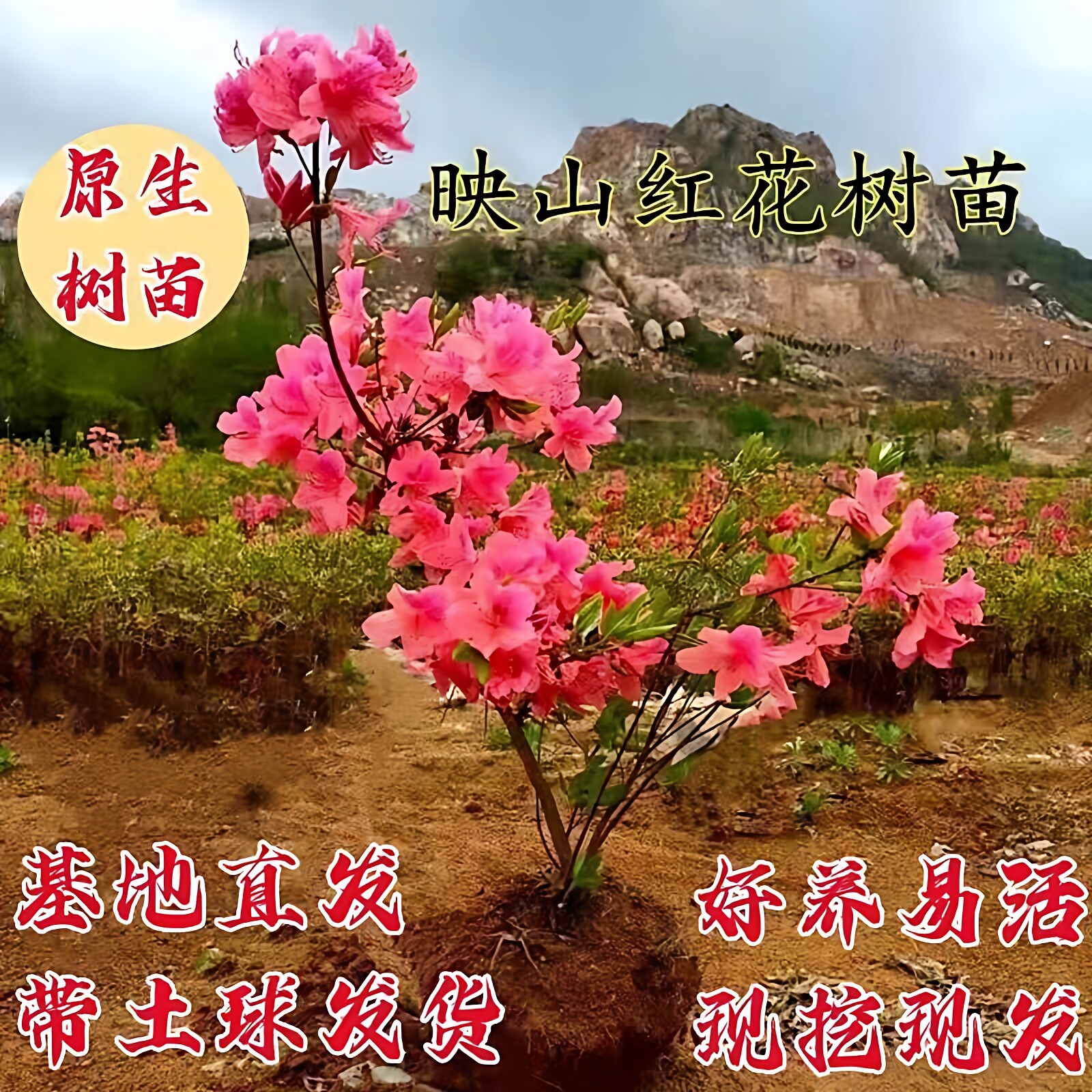 映山红树苗庭院种植毛杜鹃花