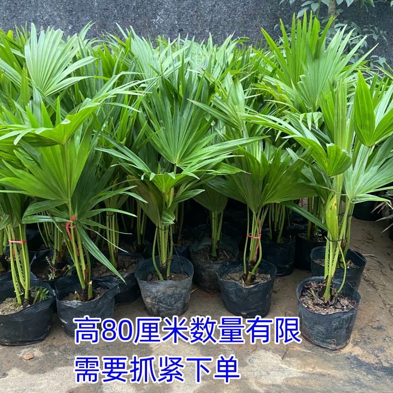 耐寒蒲葵植物棕榈科树扇叶室内外绿植四季长青大型观叶好养活网红