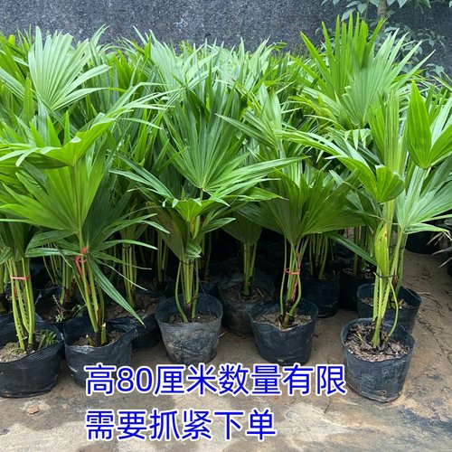 耐寒蒲葵植物棕榈科树扇叶室内外