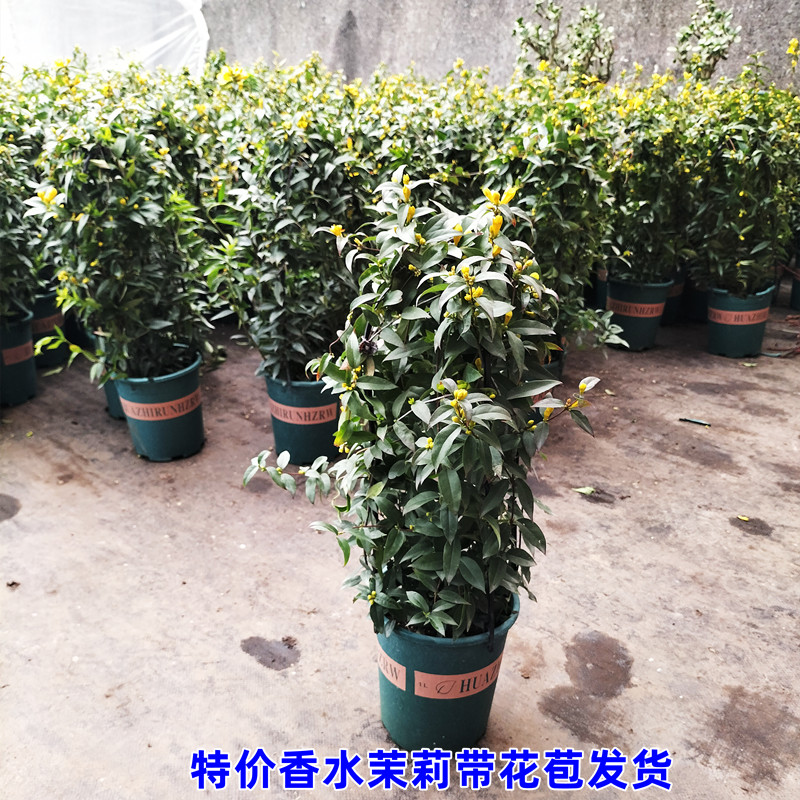 法国香水藤茉莉花苗盆栽带花苞耐寒爬藤植物冬季开花易养室内包活