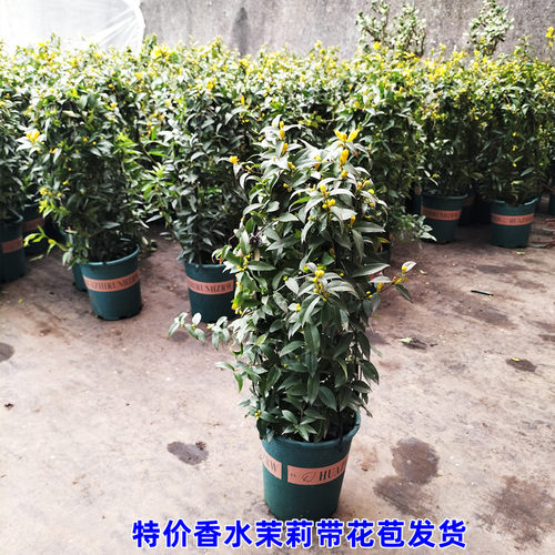 爬藤攀援冬季开花耐寒芳香植物